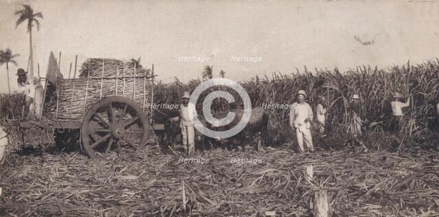 Corte de Canna. - Gathering Sugarcane. Cuba, c1900. Artist: Unknown