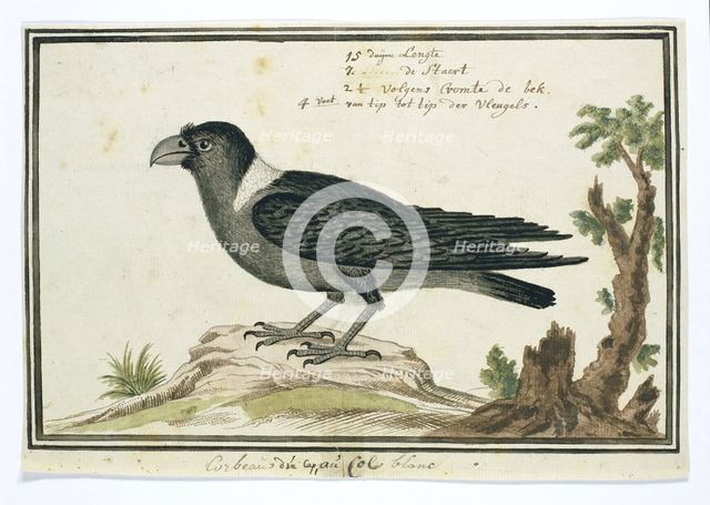 Corvus albicollis (White-necked raven), 1777-1786. Creator: Robert Jacob Gordon.