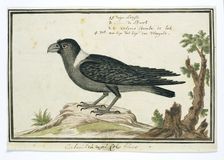 Corvus albicollis (White-necked raven), 1777-1786. Creator: Robert Jacob Gordon
