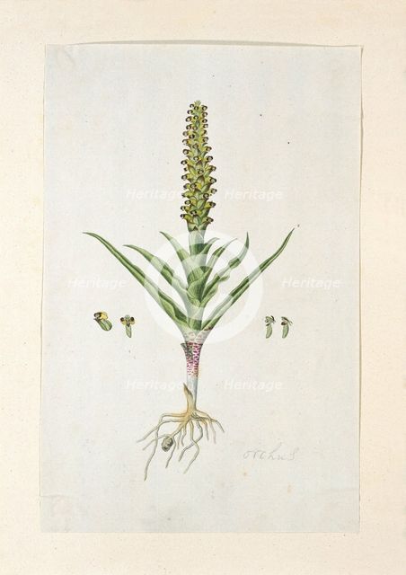 Corycium orobanchoides (L.F.) Swartz, 1777-1786. Creator: Robert Jacob Gordon.