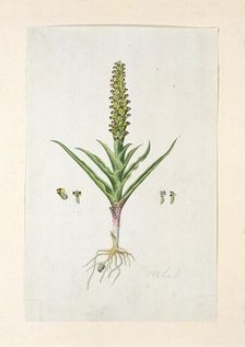 Corycium orobanchoides (L.F.) Swartz, 1777-1786. Creator: Robert Jacob Gordon