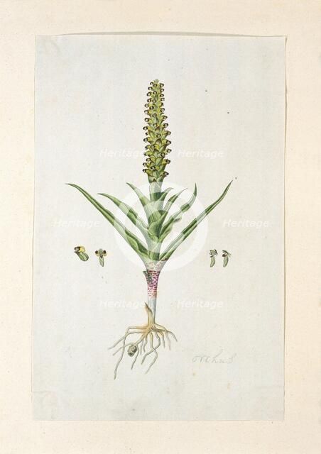 Corycium orobanchoides (L.F.) Swartz, 1777-1786. Creator: Robert Jacob Gordon.