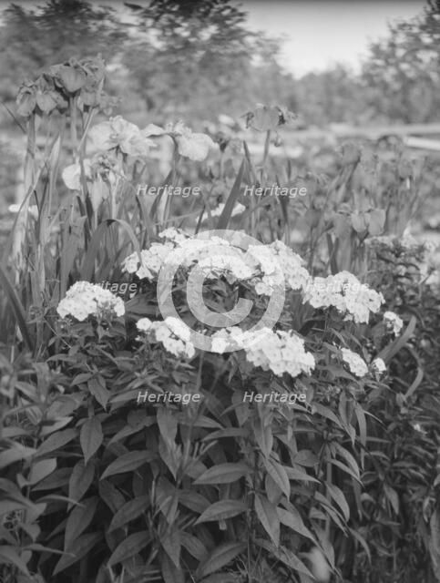 Cosgrave grounds, not before 1917. Creator: Arnold Genthe.