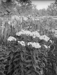 Cosgrave grounds, not before 1917. Creator: Arnold Genthe