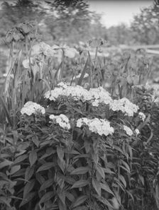 Cosgrave grounds, not before 1917. Creator: Arnold Genthe
