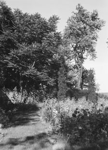 Cosgrave grounds, not before 1917. Creator: Arnold Genthe