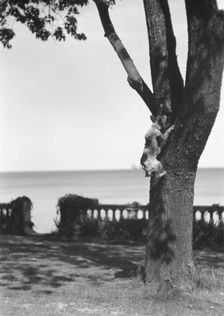 Cosgrave grounds, not before 1917. Creator: Arnold Genthe