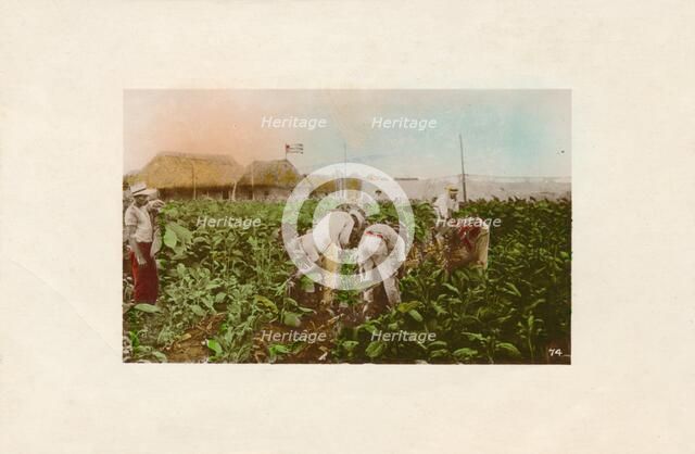 'Cosecha de tabaco. - Tabacco Plantation.', c1910. Artist: Unknown.