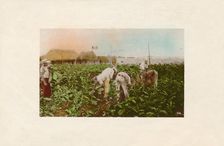 Cosecha de tabaco. - Tabacco Plantation. c1910