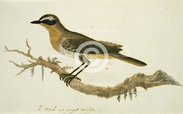 Cossypha caffra (Cape robin-chat), 1777-1786. Creator: Robert Jacob Gordon.