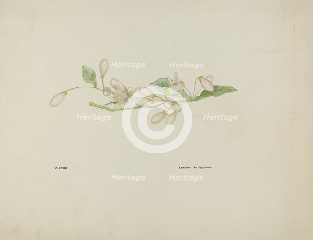 Costume Accessory (Orange Blossoms), c. 1937. Creator: Lyman Young.