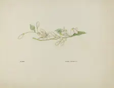 Costume Accessory (Orange Blossoms), c. 1937. Creator: Lyman Young