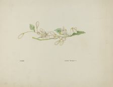 Costume Accessory (Orange Blossoms), c. 1937. Creator: Lyman Young