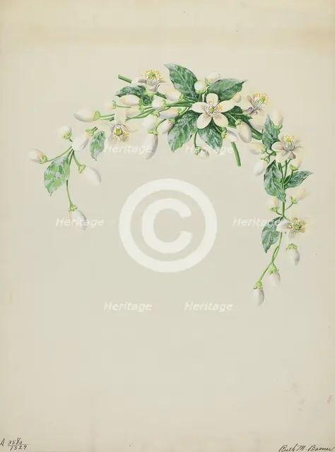 Costume Accessory (Orange Blossoms), c. 1937. Creator: Ruth M. Barnes.
