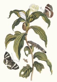 Costus arabicus. From the Book Metamorphosis insectorum Surinamensium, 1705. Creator: Merian, Maria Sibylla (1647-1717)