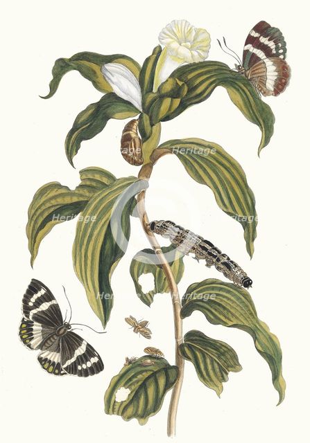 Costus arabicus. From the Book Metamorphosis insectorum Surinamensium, 1705. Creator: Merian, Maria Sibylla (1647-1717).