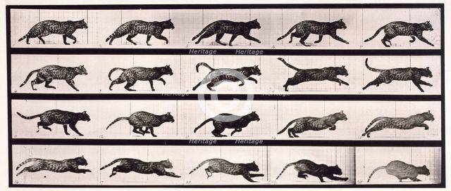 Cat, 1872-1885.  Creator: Eadweard J Muybridge.
