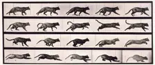 Cat, 1872-1885. Creator: Eadweard J Muybridge