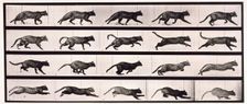 Cat, 1872-1885. Creator: Eadweard J Muybridge