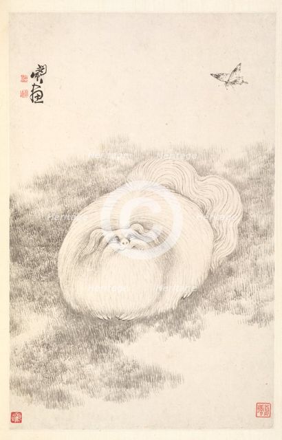 Cat and Butterfly, 1788. Creator: Min Zhen (Chinese, 1730-after 1788).