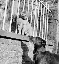 Cat and dog, late 1950s or early 1960s. Artist: John Gay