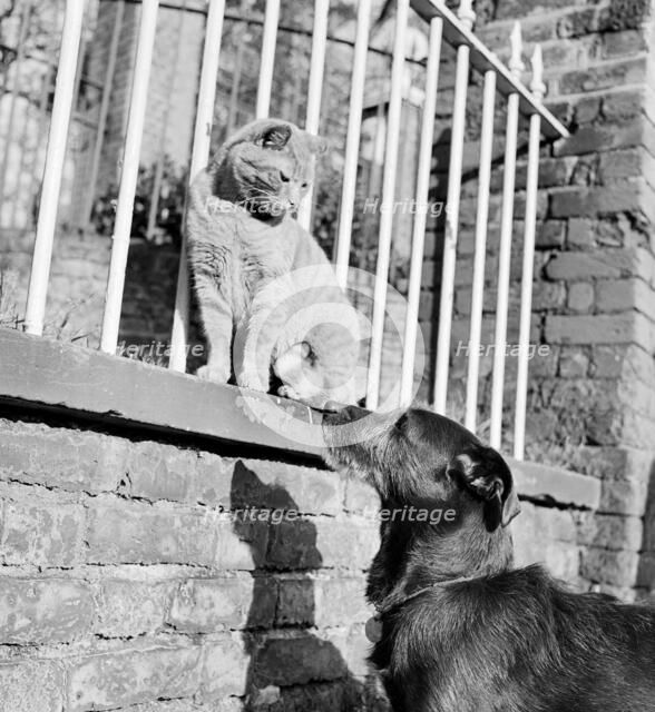 Cat and dog, late 1950s or early 1960s. Artist: John Gay.