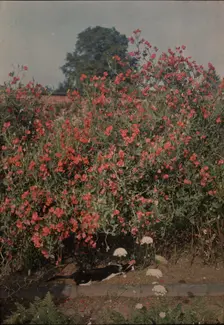 Cat and Sweetpeas, ca. 1907. Creator: Moss