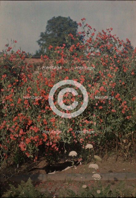 Cat and Sweetpeas, ca. 1907. Creator: Moss.