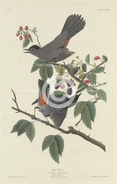 Cat Bird, 1832. Creator: Robert Havell.