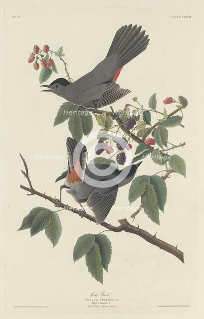 Cat Bird, 1832. Creator: Robert Havell.