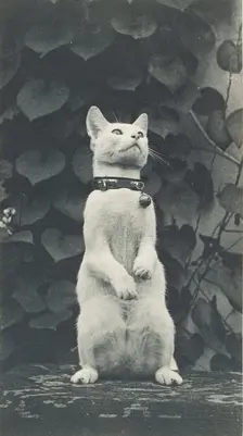 Cat in Eakins's Yard, c. 1880-1890. Creator: Thomas Eakins
