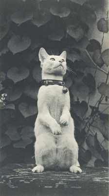 Cat in Eakins's Yard, c. 1880-1890. Creator: Thomas Eakins