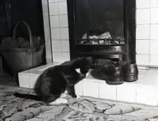 Cat in front of a coal fire, c1955. Creator: Arthur Charles Kirby Ware
