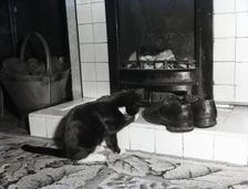 Cat in front of a coal fire, c1955. Creator: Arthur Charles Kirby Ware