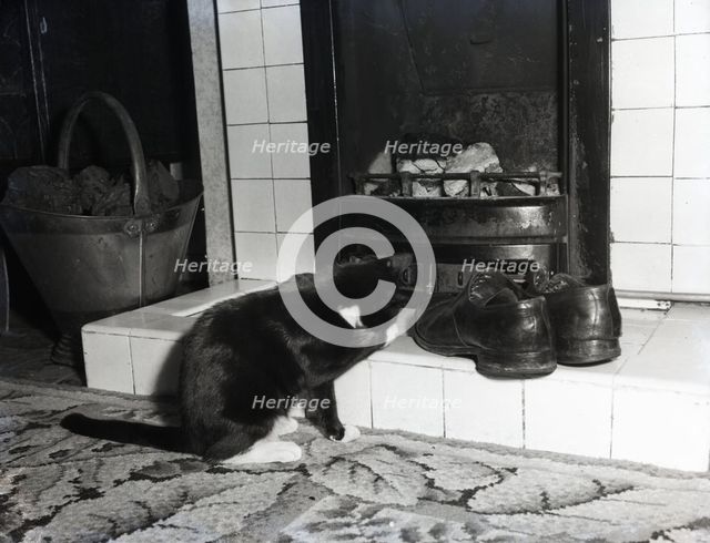 Cat in front of a coal fire, c1955. Creator: Arthur Charles Kirby Ware.