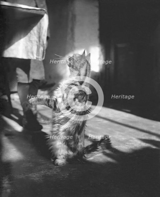 Cat, Kilternan Abbey, Golden Ball, Ireland, c1895. Creator: Robert Augustus Henry L'Estrange.