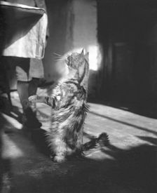 Cat, Kilternan Abbey, Golden Ball, Ireland, c1895. Creator: Robert Augustus Henry L'Estrange