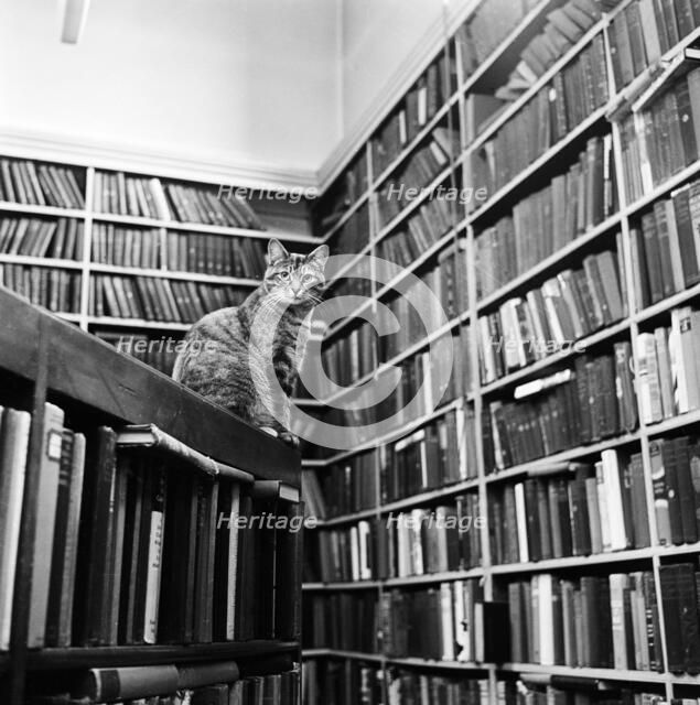 Cat librarian, 1974. Artist: John Gay.