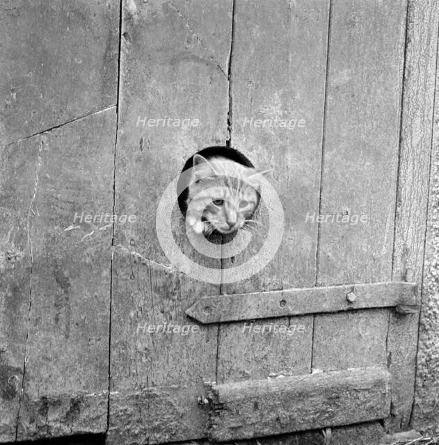 Cat looking through a hole, Cornwall, 1950s Artist: John Gay.