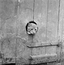 Cat looking through a hole, Cornwall, 1950s Artist: John Gay