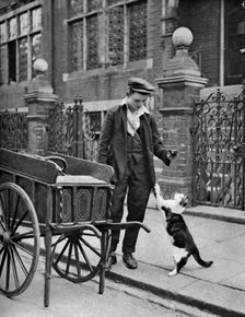 Cat's meat man London, 1926-1927. Artist: McLeish