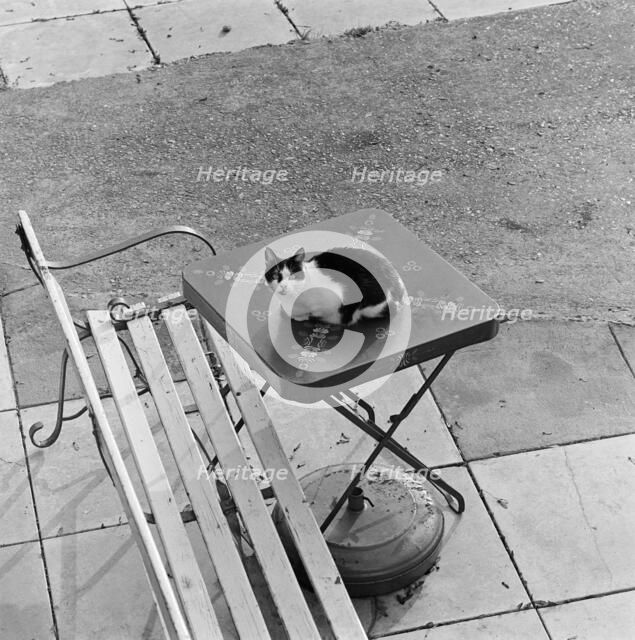 Cat sitting on a table, Berkhamsted, Hertfordshire, 1977. Artist: John Gay.