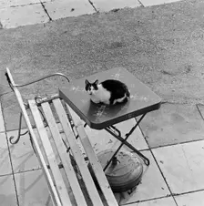 Cat sitting on a table, Berkhamsted, Hertfordshire, 1977. Artist: John Gay