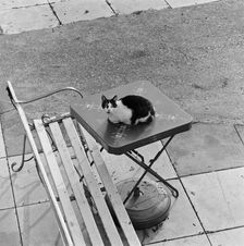 Cat sitting on a table, Berkhamsted, Hertfordshire, 1977. Artist: John Gay