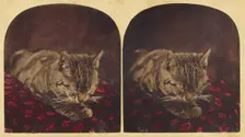 Cat sleeping on pillow, about 1865. Creator: Unknown