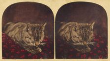 Cat sleeping on pillow, about 1865. Creator: Unknown