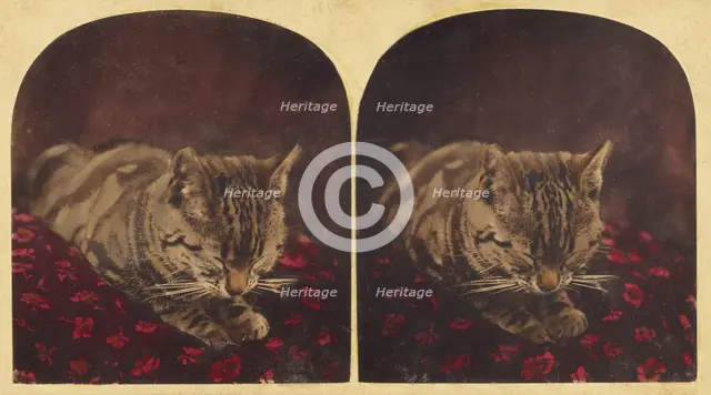 Cat sleeping on pillow, about 1865. Creator: Unknown.