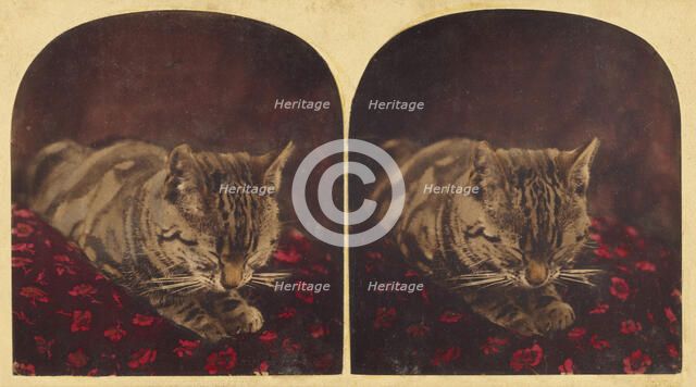 Cat sleeping on pillow, about 1865. Creator: Unknown.