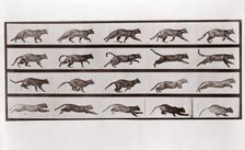 Cat Trotting and galloping, Plate 717 from Animal Locomotion, 1887 (photograph)