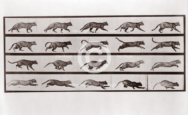 Cat Trotting and galloping, Plate 717 from Animal Locomotion, 1887 (photograph)